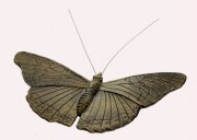 Vlinder zwart goud Kleine vos 8006